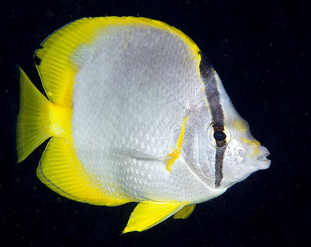 ../tools/UploadPhoto/uploads/spotfinbutterflyfish.jpg