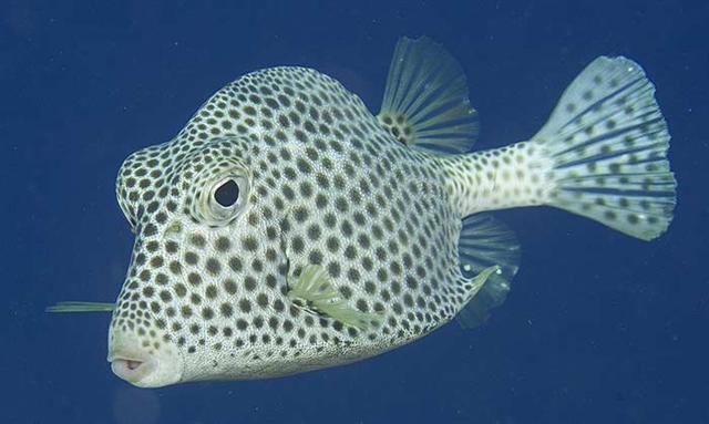 ../tools/UploadPhoto/uploads/spottedtrunkfish.jpg