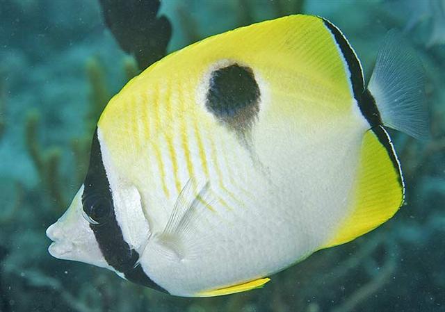 ../tools/UploadPhoto/uploads/teardropbutterflyfish.jpg