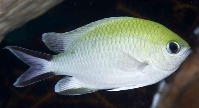 ../tools/UploadPhoto/uploads/ternatechromis.jpg