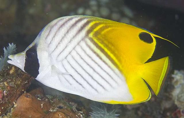 ../tools/UploadPhoto/uploads/threadfinbutterflyfish.jpg