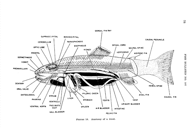 ../tools/UploadPhoto/uploads/trout_anatomy.gif