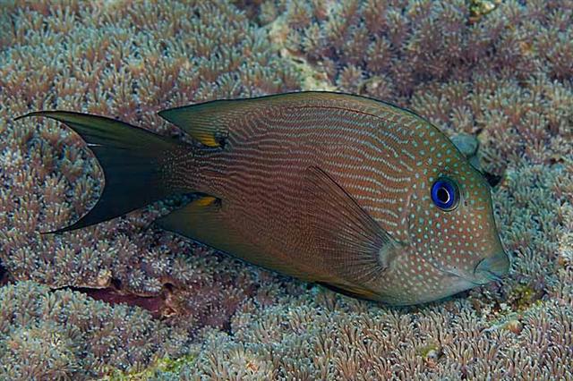 ../tools/UploadPhoto/uploads/twospotsurgeonfish.jpg