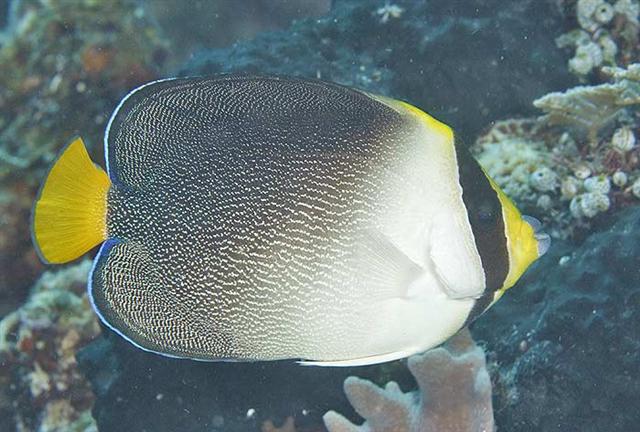 ../tools/UploadPhoto/uploads/vermiculatedangelfish.jpg