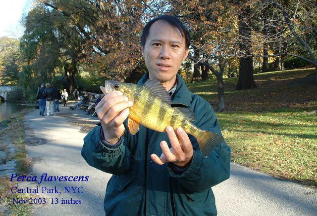 ../tools/UploadPhoto/uploads/yellow_perch_02.JPG