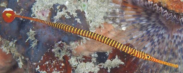 ../tools/UploadPhoto/uploads/yellowbandedpipefish.jpg