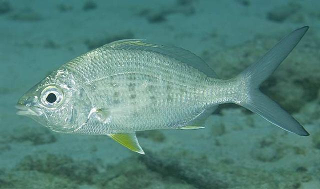 ../tools/UploadPhoto/uploads/yellowfinmojarra.jpg