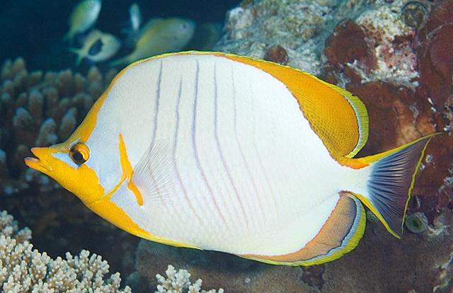 ../tools/UploadPhoto/uploads/yellowheadbutterflyfish.jpg