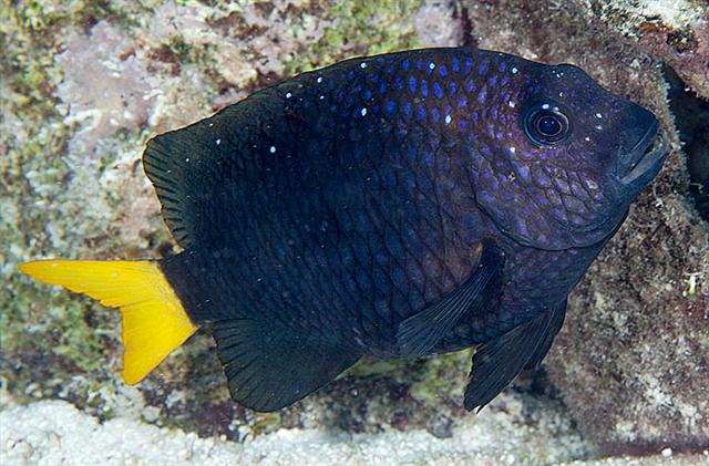 ../tools/UploadPhoto/uploads/yellowtaildamselfish.jpg