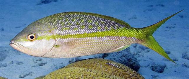 ../tools/UploadPhoto/uploads/yellowtailsnapper1.jpg