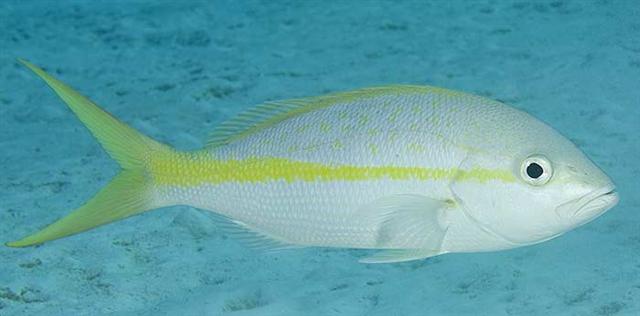 ../tools/UploadPhoto/uploads/yellowtailsnapper2.jpg