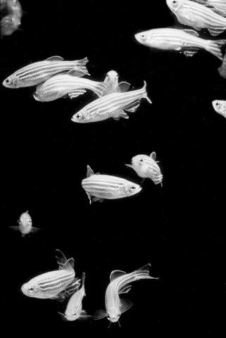 ../tools/UploadPhoto/uploads/zebrafish-bw2a.jpg