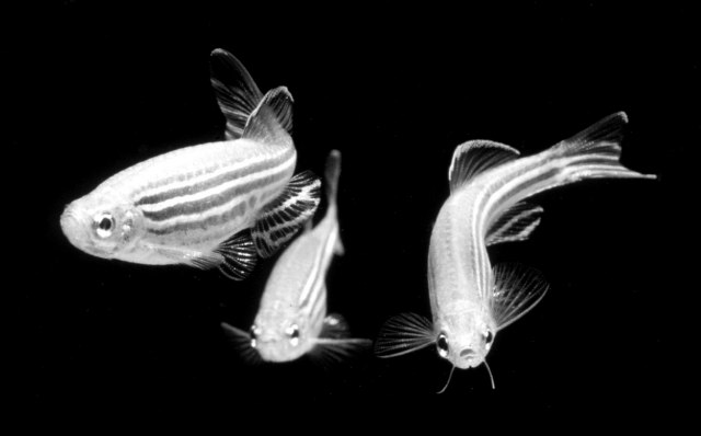 ../tools/UploadPhoto/uploads/zebrafish-bwcrop.jpg