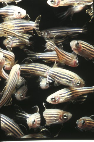 ../tools/UploadPhoto/uploads/zebrafish1a.jpg