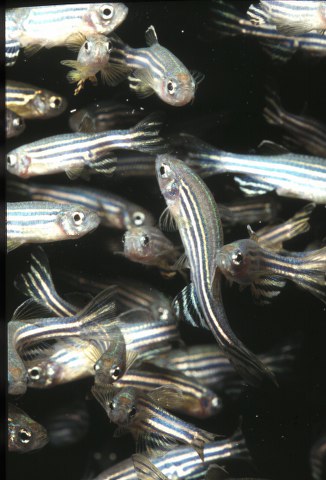 ../tools/UploadPhoto/uploads/zebrafish2a.jpg